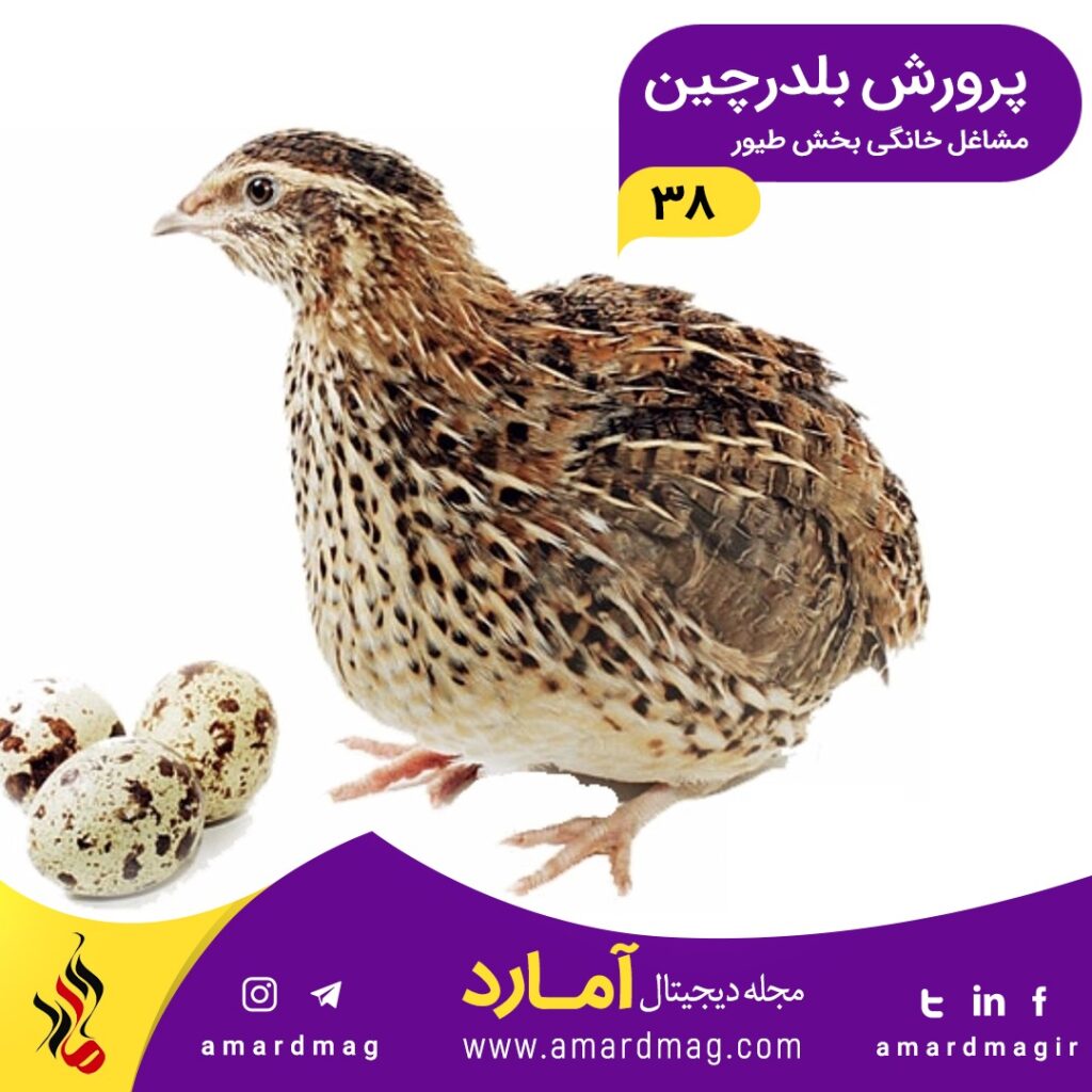 نحوه پرورش بلدرچین