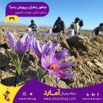 پرورش زعفران