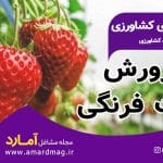 صفر تا صد کاشت توت فرنگی