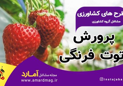 صفر تا صد کاشت توت فرنگی