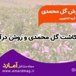 پرورش گل محمدی