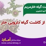 کاشت گیاه خار مریم
