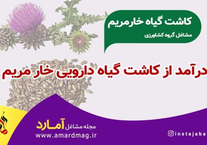 کاشت گیاه خار مریم