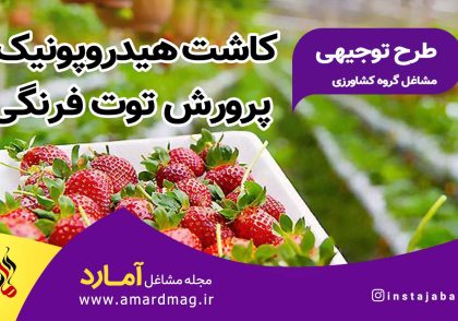 طرح توجیهی کاشت توت فرنگی به روش هیدروپونیک