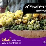 تولید و فراوری انگور