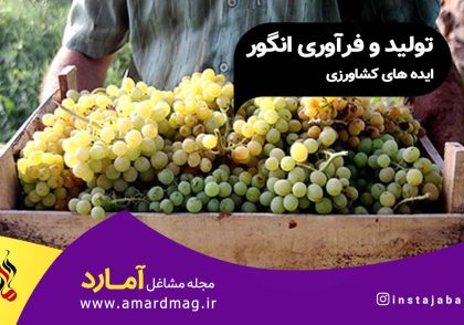 تولید و فراوری انگور